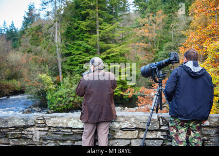 Deux photographes photographiant la salmon leap dans Lugwy d'Afon River de l'ancien pont-y-pont paire en automne. Betws-Y-coed, Conwy, au nord du Pays de Galles, Royaume-Uni Banque D'Images
