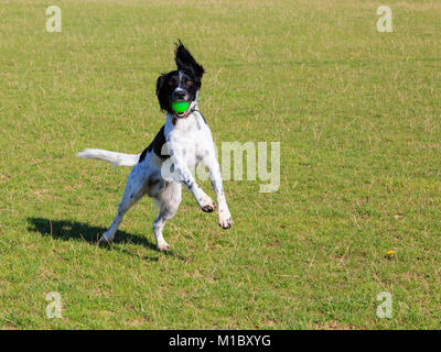 Le noir et blanc English Springer Spaniel chien debout sur ses pattes de sauter jusqu'à attraper une balle dans sa bouche dans un parc. En Angleterre, Royaume-Uni, Angleterre Banque D'Images