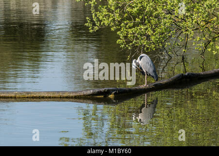 Un héron cendré (Ardea cinerea) lissage à Caen Hill Locks Banque D'Images