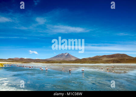 Sur l'pez ou Sud L'pez Province, Altiplano Bolivien, 2011 : Laguna Hedionda, lac avec ses flamants de James (ou puna flamants roses) et son éperon et mo Banque D'Images