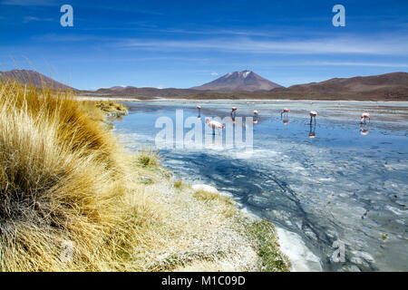 Sur l'pez ou Sud L'pez Province, Altiplano Bolivien, 2011 : Laguna Hedionda, lac avec ses flamants de James (ou puna flamants roses) et son éperon et mo Banque D'Images