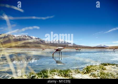 Sur l'pez ou Sud L'pez Province, Altiplano Bolivien, 2011 : Laguna Hedionda, lac avec ses flamants de James (ou puna flamants roses) et son éperon et mo Banque D'Images