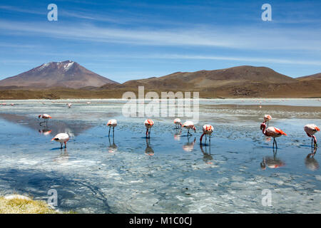 Sur l'pez ou Sud L'pez Province, Altiplano Bolivien, 2011 : Laguna Hedionda, lac avec ses flamants de James (ou puna flamants roses) et son éperon et mo Banque D'Images