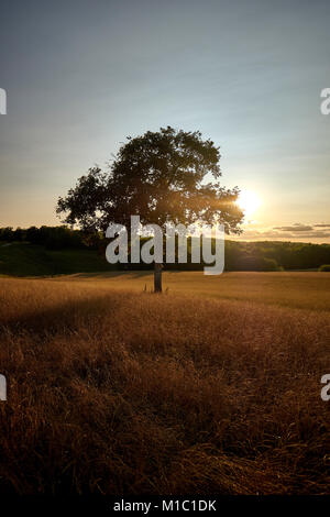 Un retour allumé arbre dans un champ à la fin de l'été soleil. Banque D'Images