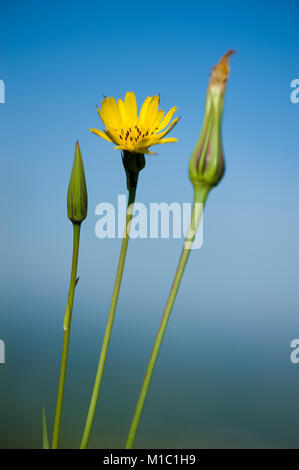 Tragopogon pratensis, Wiesen-Bocksbart,Jack-go-to-bed-à-midi Banque D'Images