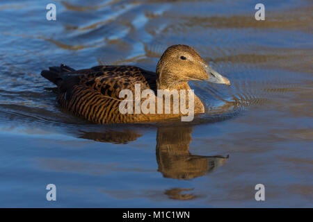 Eider à duvet Somateria mollissima, européen, femme, Wildfowl and Wetlands Trust, Slimbridge, Gloucestershire, Royaume-Uni. Banque D'Images