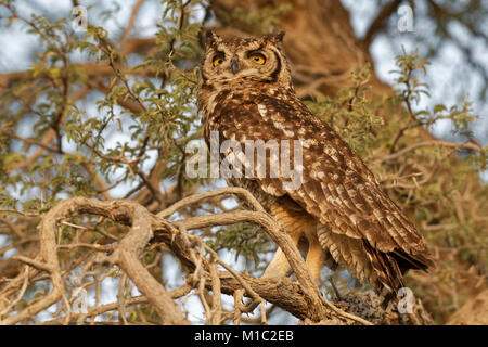 Spotted Eagle-owl (Bubo africanus), adulte perché sur une branche d'arbre au coucher du soleil, Kgalagadi Transfrontier Park, Northern Cape, Afrique du Sud, l'Afrique Banque D'Images