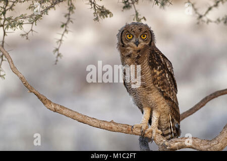 Spotted Eagle-owl (Bubo africanus), jeune oiseau perché sur une branche d'arbre au crépuscule, Kgalagadi Transfrontier Park, Northern Cape, Afrique du Sud, l'Afrique Banque D'Images
