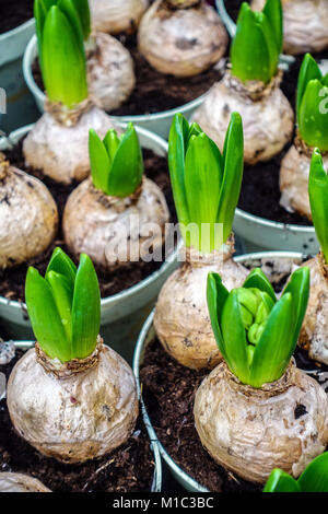 Les bulbes de jacinthe en bourgeonnement dans les pots de fleurs, les bulbes de printemps dans les pots Banque D'Images