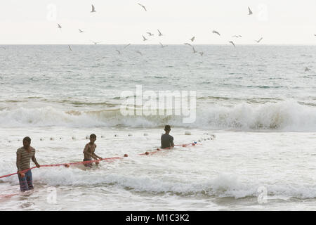 Akurala Beach, Sri Lanka - DÉCEMBRE 2015 - Les pêcheurs autochtones du rabatteur dans un immense résille, qui est une façon traditionnelle de la pêche ici Banque D'Images