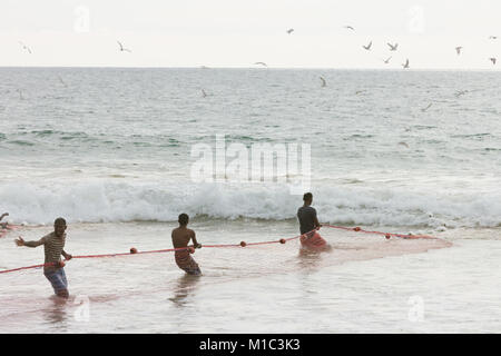 Akurala Beach, Sri Lanka - DÉCEMBRE 2015 - Les pêcheurs autochtones du rabatteur dans un immense résille, qui est une façon traditionnelle de la pêche ici Banque D'Images