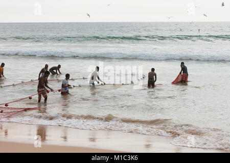 Akurala Beach, Sri Lanka - DÉCEMBRE 2015 - Les pêcheurs autochtones du rabatteur dans un immense résille, qui est une façon traditionnelle de la pêche ici Banque D'Images