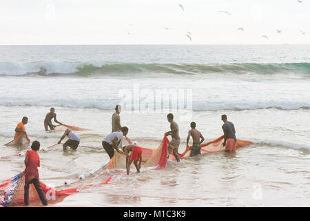 Akurala Beach, Sri Lanka - DÉCEMBRE 2015 - Les pêcheurs autochtones du rabatteur dans un immense résille, qui est une façon traditionnelle de la pêche ici Banque D'Images