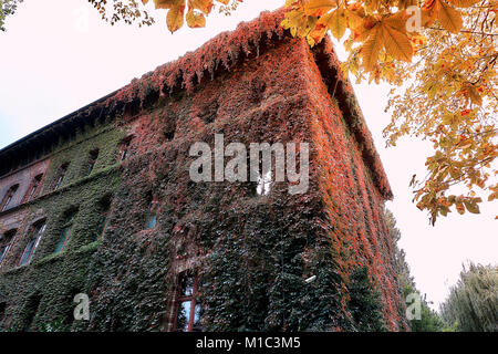 La construction du Musée National de Wroclaw Pologne, couverte de lierre magnifique, conçu par un architecte Karl Friedrich Endell et érigé en 1883 - 1886. Banque D'Images