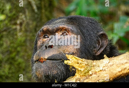 Profil de chimpanzé avec les graines sur ses lèvres en forêt de Kibale National Park. Banque D'Images