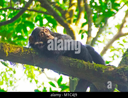 Jeune chimpanzé se détendre dans arbre en forêt de parc national de Kibale, en Ouganda. Banque D'Images