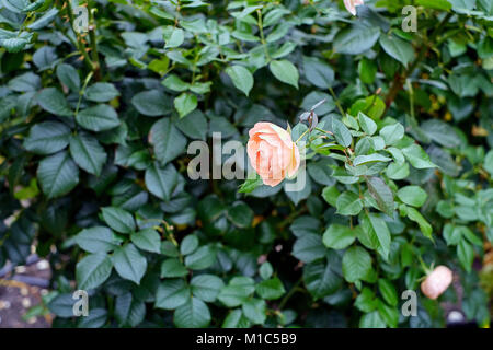 Bush avec une belle rose rouge rose pâle dans le jardin Banque D'Images