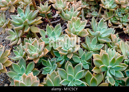 Les plantes succulentes miniatures succulentes (cactus) dans le jardin. Banque D'Images