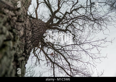 Beau grand chêne arbre sans feuilles pendant une froide journée nuageuse Banque D'Images