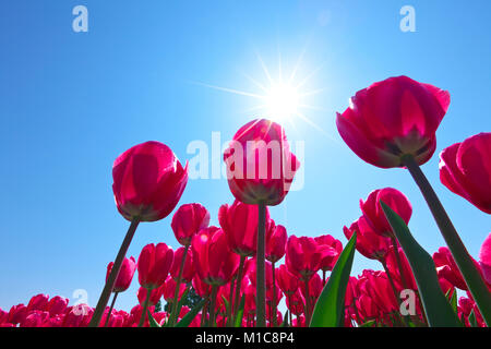 Champ de tulipes, Japon Banque D'Images