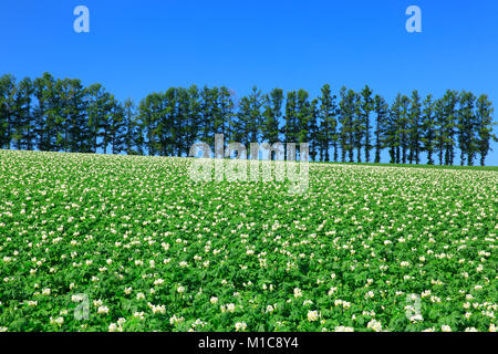 Champ de pommes de terre, Hokkaido, Japon Banque D'Images