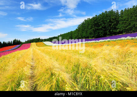 Champ de fleur, Hokkaido, Japon Banque D'Images