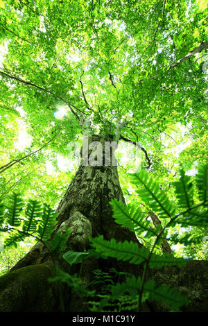 La forêt verte, le Japon Banque D'Images