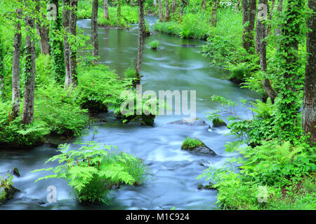 Flux d'eau dans les bois, préfecture de Fukushima, Japon Banque D'Images