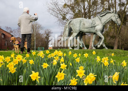 Windsor, Royaume-Uni. 29 janvier, 2018. Les jonquilles en fleurs en face de la statue en gris Windsor l'un des premiers signes du printemps. Le Windsor gris, Daniel et tempête, sont basés au Royal Mews et tirez le chariot royal sur les occasions. La statue de bronze a été créé par le sculpteur Robert Rattray. Credit : Mark Kerrison/Alamy Live News Banque D'Images