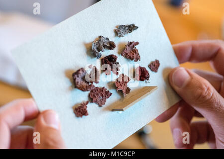 Les lichens, Duerhammer expert biologiste Oliver détient le Lasallia rubiginosa lichen herbarium de la Table Mountain en Afrique du Sud Sinzing, Allemagne, 19 janvier 2018. Les lichens sont des bioindicateurs de la pollution atmosphérique et les changements climatiques. Photo : Armin Weigel/dpa Banque D'Images