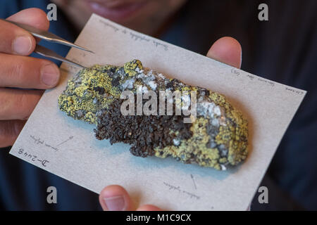 Les lichens, Duerhammer expert biologiste Oliver présente une silice avec le lichen Rhizocarpon geographicum et Parmelia omphalodes à Sinzing, Allemagne, 19 janvier 2018. Les lichens sont des bioindicateurs de la pollution atmosphérique et les changements climatiques. Photo : Armin Weigel/dpa Banque D'Images