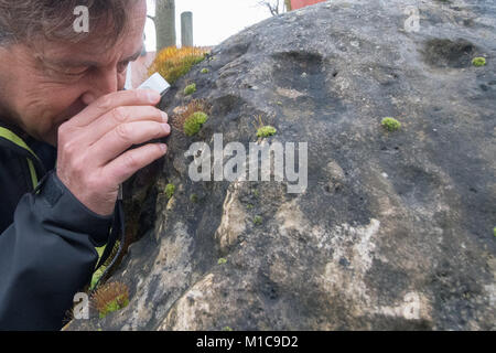 Les lichens, Duerhammer expert biologiste Oliver inspecte plusieurs différents types de lichen sur un rocher calcaire recouverte de mousse Tortula muralis à Sinzing, Allemagne, 19 janvier 2018. Les lichens sont des bioindicateurs de la pollution atmosphérique et les changements climatiques. Photo : Armin Weigel/dpa Banque D'Images