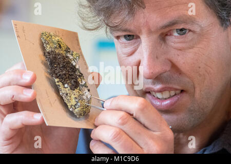 Les lichens, Duerhammer expert biologiste Oliver présente une silice avec le lichen Rhizocarpon geographicum et Parmelia omphalodes à Sinzing, Allemagne, 19 janvier 2018. Les lichens sont des bioindicateurs de la pollution atmosphérique et les changements climatiques. Photo : Armin Weigel/dpa Banque D'Images