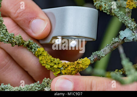 Les lichens, Duerhammer expert biologiste Oliver ressemble à une écorce d'arbre avec le lichen jaune Xanthoria parietina à Sinzing, Allemagne, 19 janvier 2018. Les lichens sont des bioindicateurs de la pollution atmosphérique et les changements climatiques. Photo : Armin Weigel/dpa Banque D'Images