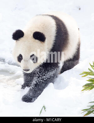 Nanjing, Jiangsu Province de la Chine. 29 janvier, 2018. Un panda géant joue dans la neige au Zoo de la forêt de Hongshan à Nanjing, Jiangsu Province de Chine orientale, le 29 janvier 2018. Credit : Su Yang/Xinhua/Alamy Live News Banque D'Images