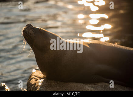 Munich, Allemagne. 29 janvier, 2018. Un joint de soleil à 'zoo Tierpark Hellabrunn' à Munich, Allemagne, 29 janvier 2018. Credit : Lino Mirgeler/dpa/Alamy Live News Banque D'Images