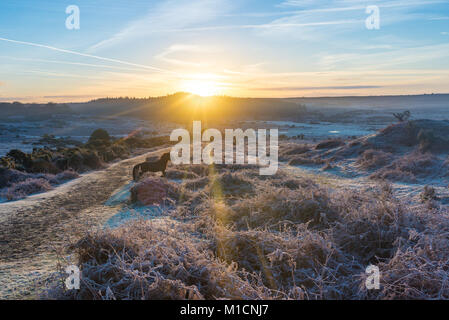 Paysage matinal gelé dans la Nouvelle forêt avec lever du soleil et poney en cours, janvier Banque D'Images