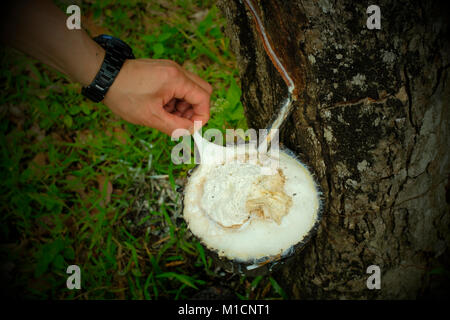 En appuyant sur le caoutchouc de l'arbre à caoutchouc dans une plantation de caoutchouc dans l'île de Koh Yao Noi en Thaïlande. 20-Jan-2018 Banque D'Images