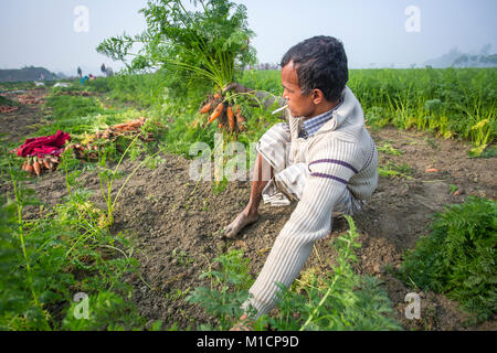 Un agriculteur de la carotte et de la récolte du tabac dans un matin d'hiver à Savar, au Bangladesh. Banque D'Images