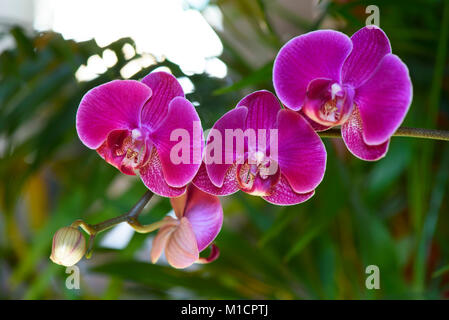 Orchidée Phalaenopsis rose, Aphrodite close-up hybride Banque D'Images