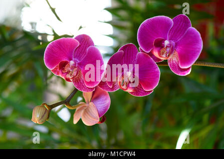 Orchidée Phalaenopsis rose, Aphrodite close-up hybride Banque D'Images