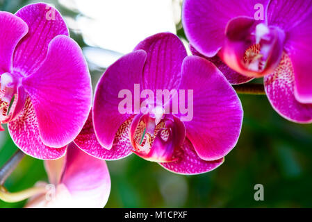 Orchidée Phalaenopsis rose, Aphrodite close-up hybride Banque D'Images