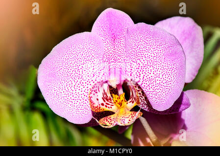 Orchidée Phalaenopsis rose, Aphrodite close-up hybride Banque D'Images