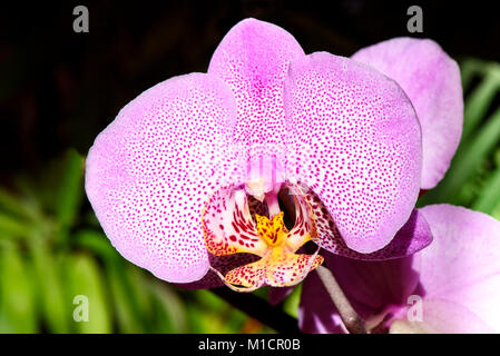 Orchidée Phalaenopsis rose, Aphrodite close-up hybride Banque D'Images