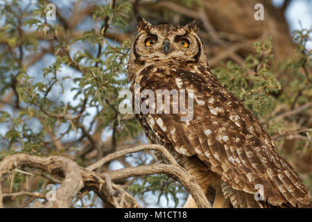 Spotted Eagle-owl (Bubo africanus), adulte perché sur une branche d'arbre au coucher du soleil, Kgalagadi Transfrontier Park, Northern Cape, Afrique du Sud, l'Afrique Banque D'Images