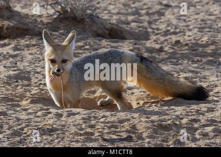 Cape Fox (Vulpes chama), femelle adulte avec des proies de rongeurs dans la bouche à burrow, Kgalagadi Transfrontier Park, Northern Cape, Afrique du Sud, l'Afrique Banque D'Images