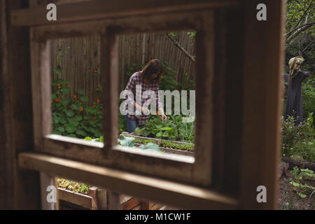 Woman watering plants Banque D'Images