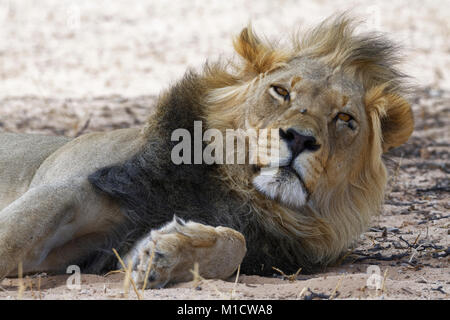 Lion à crinière noire (Panthera leo), homme vernayi reposant, Kgalagadi Transfrontier Park, Northern Cape, Afrique du Sud, l'Afrique Banque D'Images