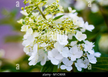 Une belle fleur comme l'Hydrangea paniculata il commence à ouvrir au début de l'été la lumière. Banque D'Images