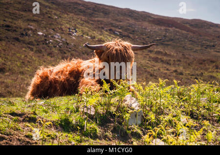 Une image d'un angle faible Highland vache couchée sur le côté de la route sur la péninsule Saint, en Écosse. 26 mai 2016. Banque D'Images